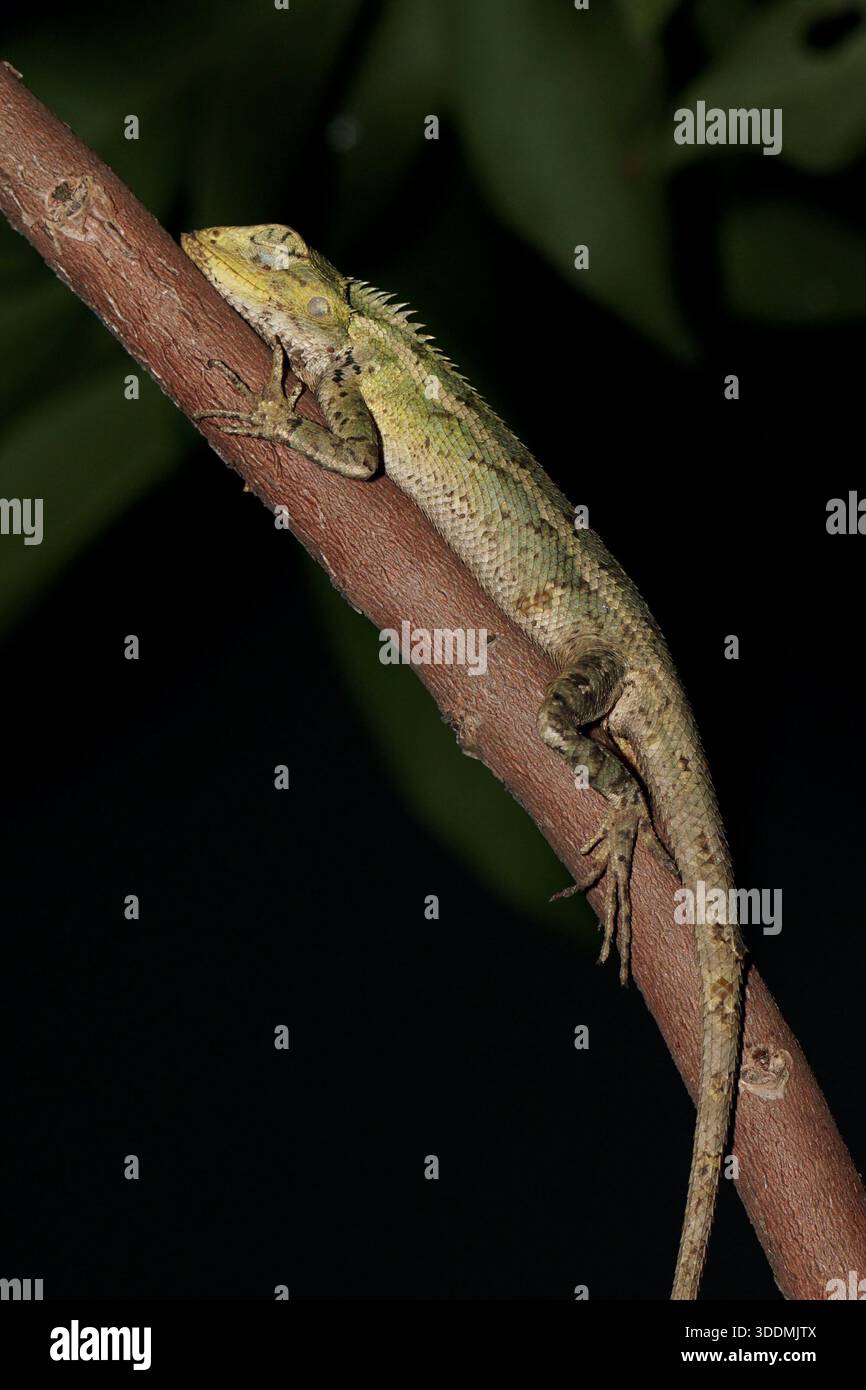 Vertical composition of Calotes versicolor or Oriental Garden Lizard sleeping on a branch under artificial light against darkness. Stock Photo