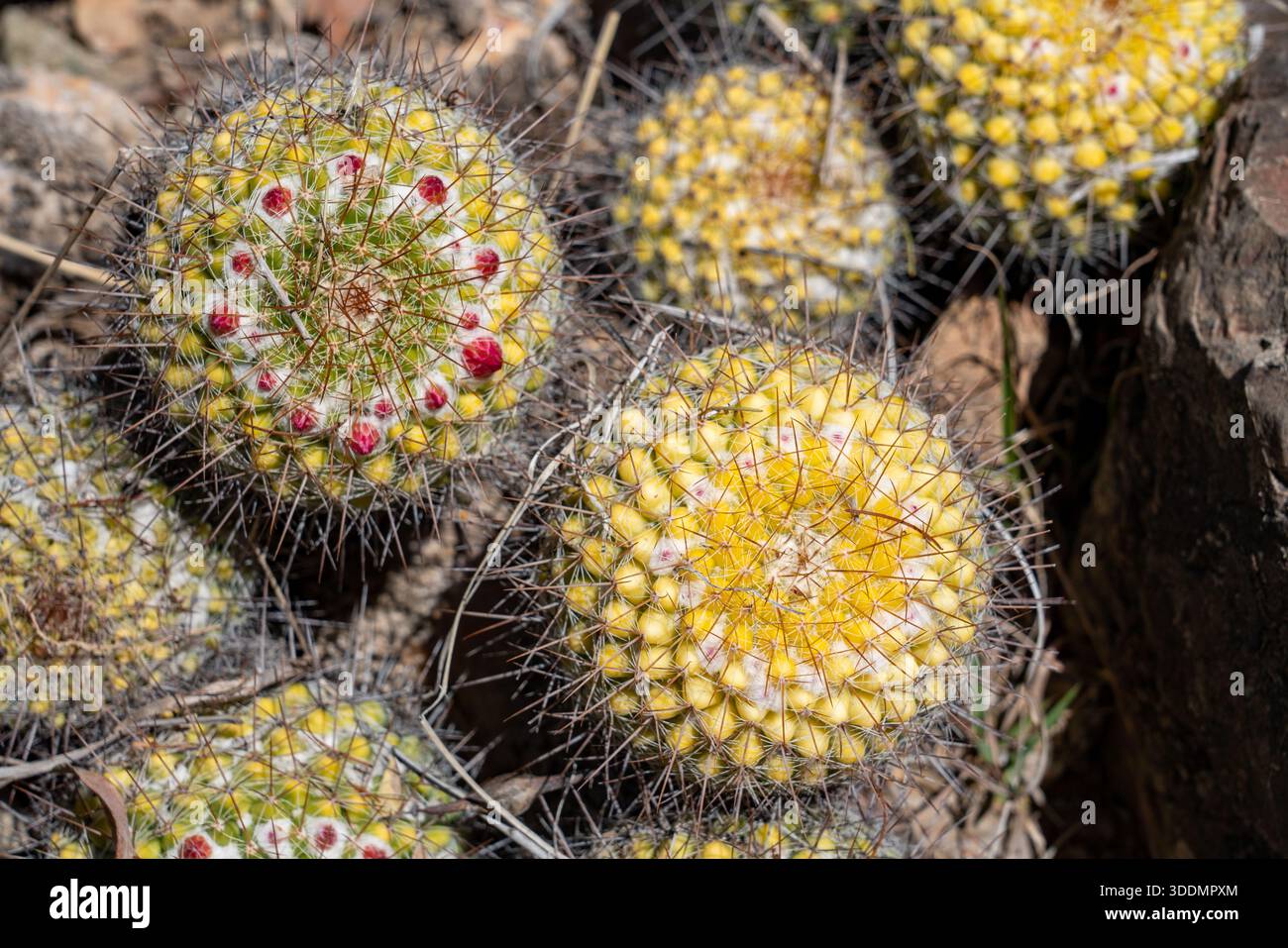 Synonym mammillaria canelensis hi-res stock photography and images - Alamy