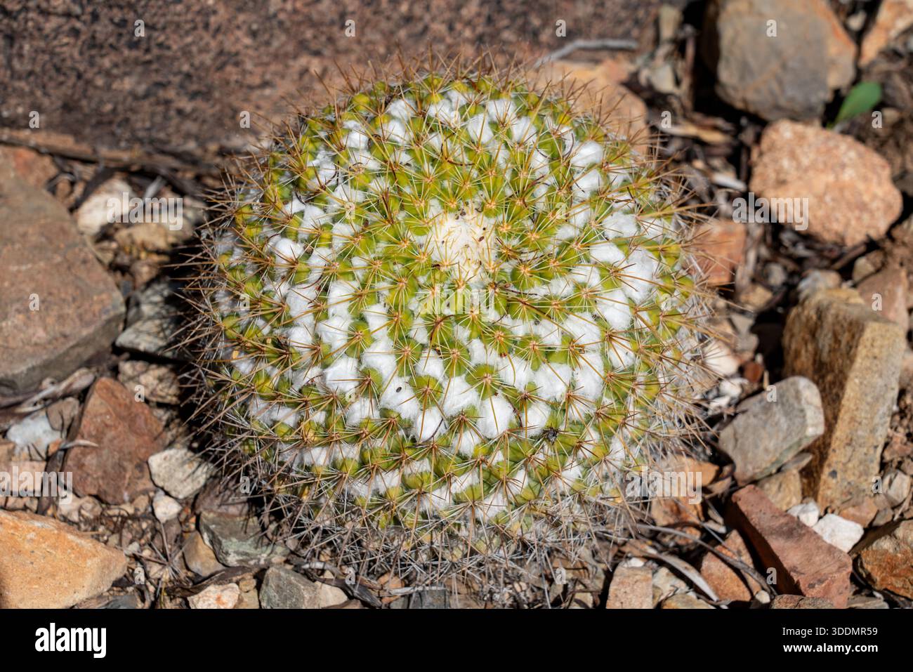 Pincushion mammillaria canelensis hi-res stock photography and images -  Alamy