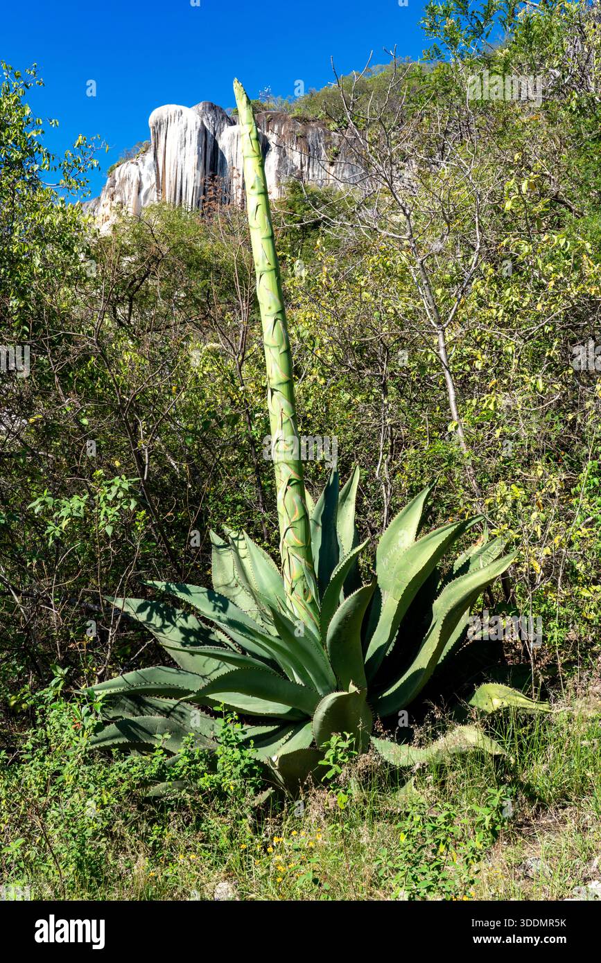 A developing flower stalk on a Tepextate, Agave marmorata, at Hierve de  Agua in Oaxaca, Mexico Stock Photo - Alamy