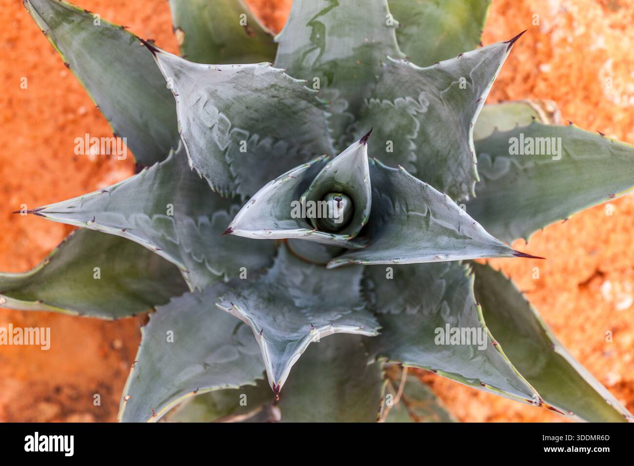 The Utah Agave, Agave utahensis, is native to the deserts of Utah, Nevada,  Arizona and California Stock Photo - Alamy