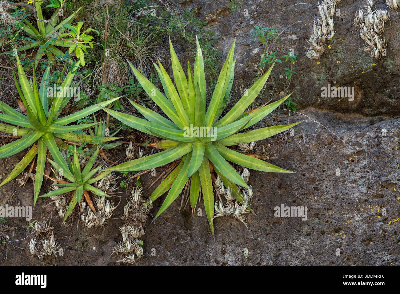Jabali agave, Agave convallis, on a cliff face near the Mitla Caves in  Oaxaca, Mexico Stock Photo - Alamy