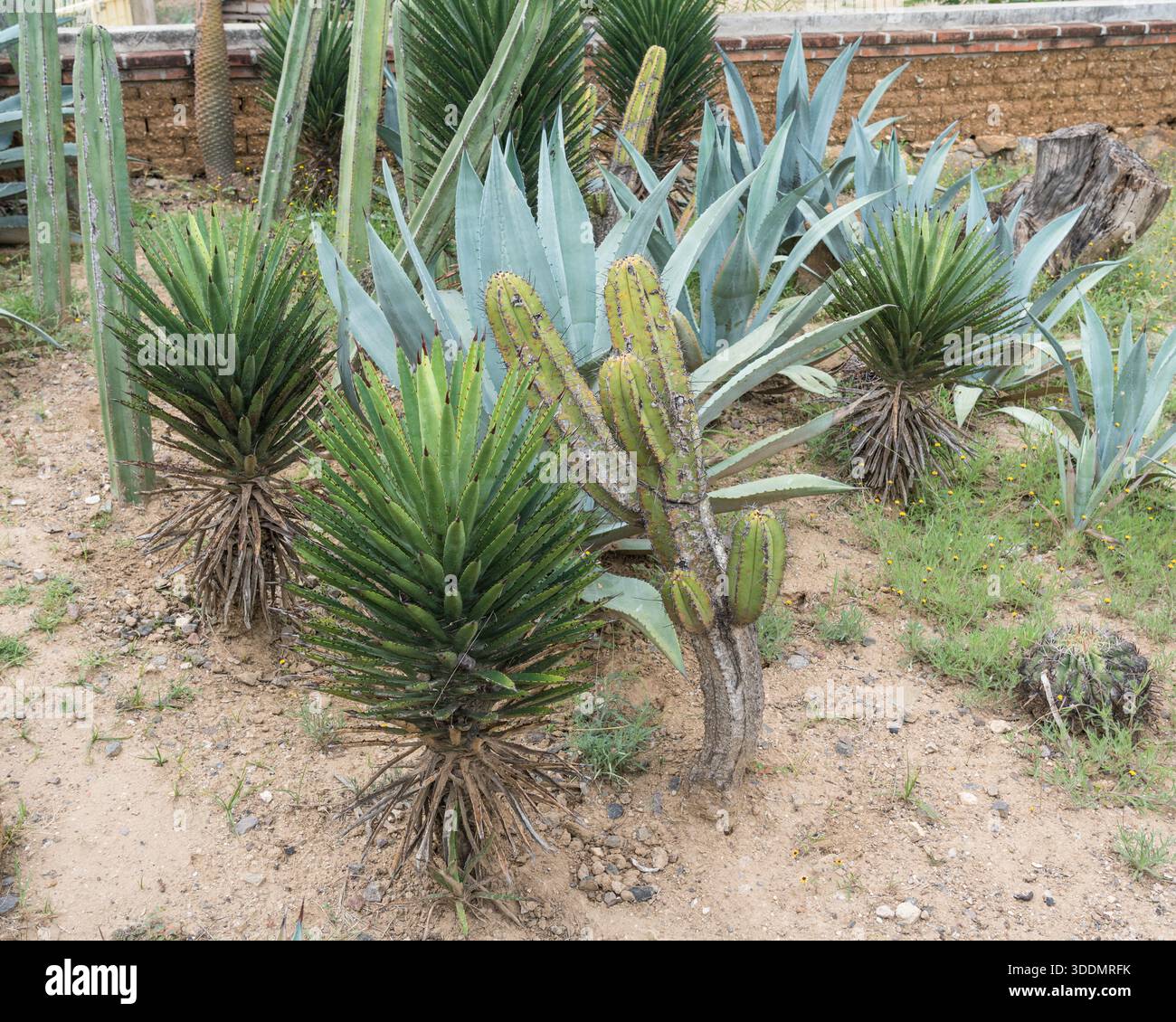 Agave karwinskii hi-res stock photography and images - Alamy
