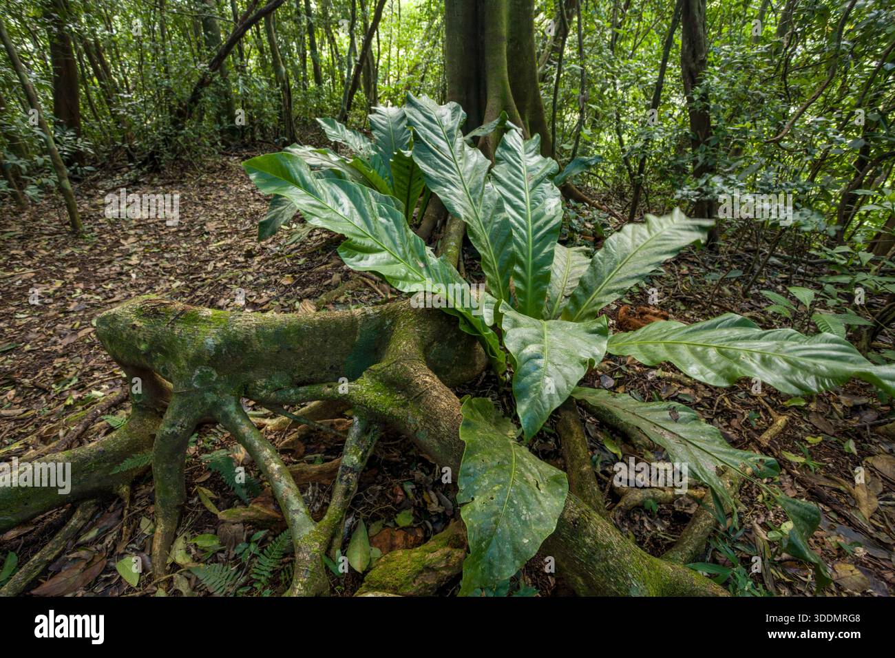 An anthurium plant growing in the contorted roots of a buttress tree.  Monteverde Ecological Sanctuary, Costa Rica Stock Photo - Alamy