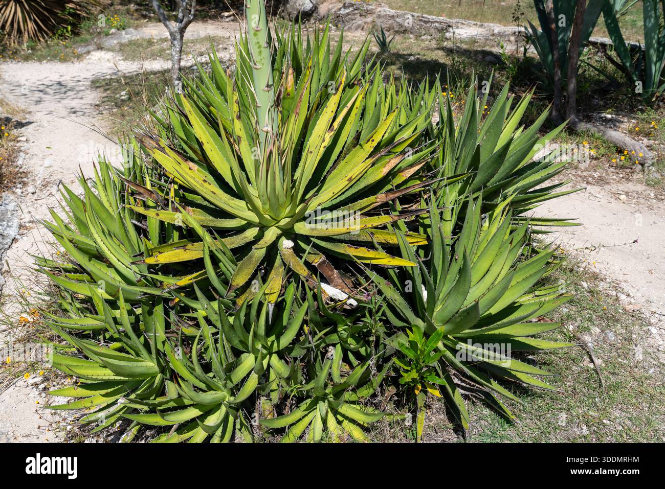 Agave jabali hi-res stock photography and images - Alamy