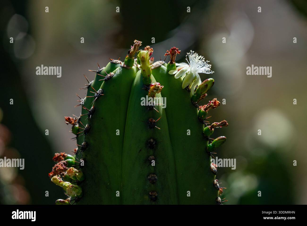 Synonym cerius schenckii hi-res stock photography and images - Alamy
