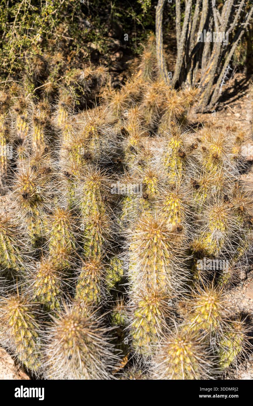 Golden Hedgehog Cactus, Echinocereus nicholii, Arizona Sonoran Desert  Museum, Tucson, Arizona Stock Photo - Alamy