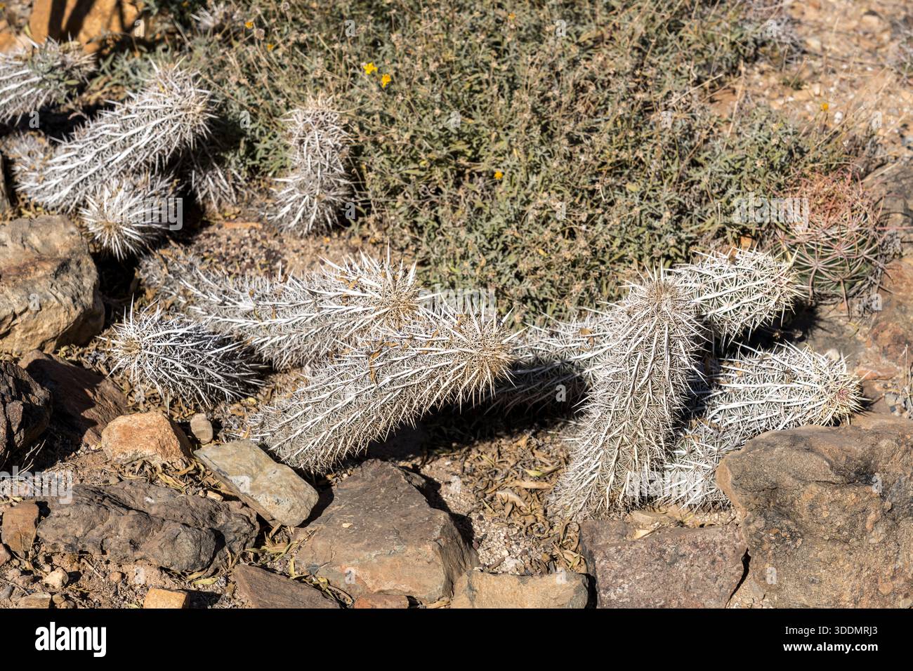 Creeping devil cactus hi-res stock photography and images - Alamy