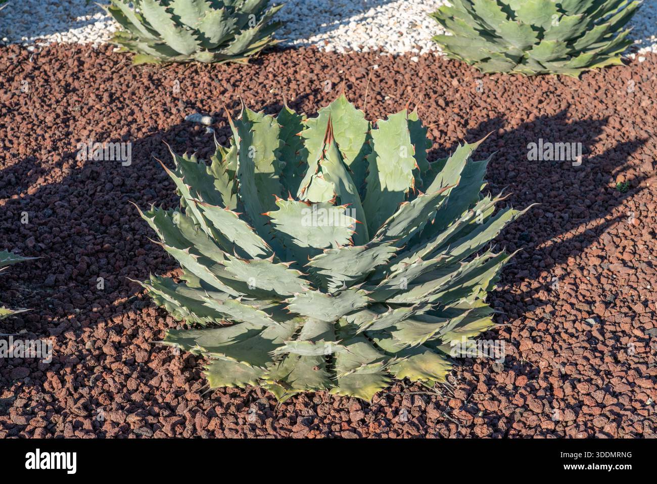 Tobala or Butterfly Agave, Agave potatorum, a maguey or agave grown for the  production of mezcal near Oaxaca, Mexico Stock Photo - Alamy