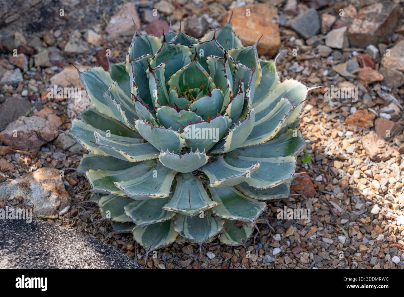 Century plant sonoran desert hi-res stock photography and images - Alamy