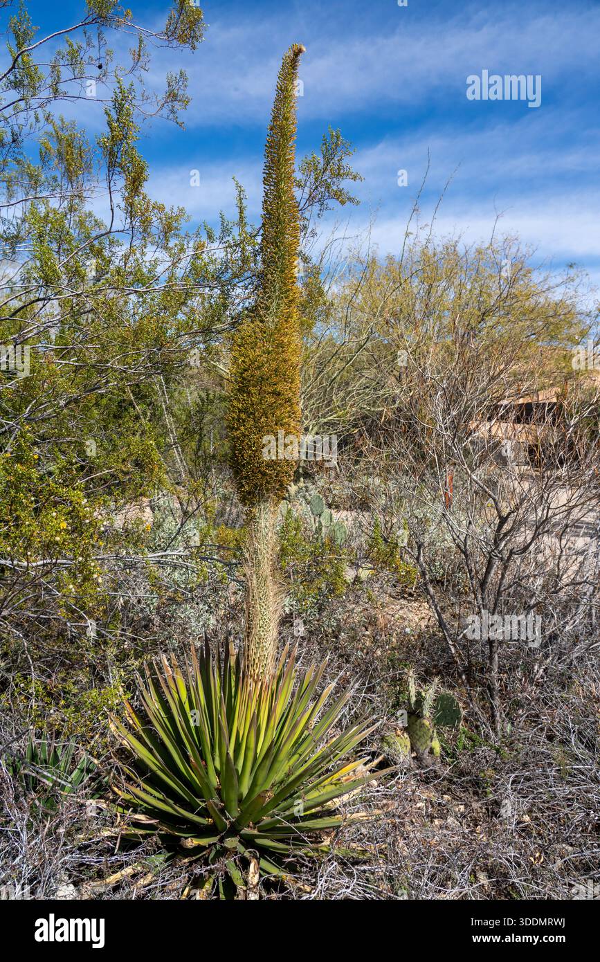 Flower stalk of an Agave Pelon or Bald Agave, Agave pelona, in the Arizona  Sonoran Desert Museum near Tucson Stock Photo - Alamy