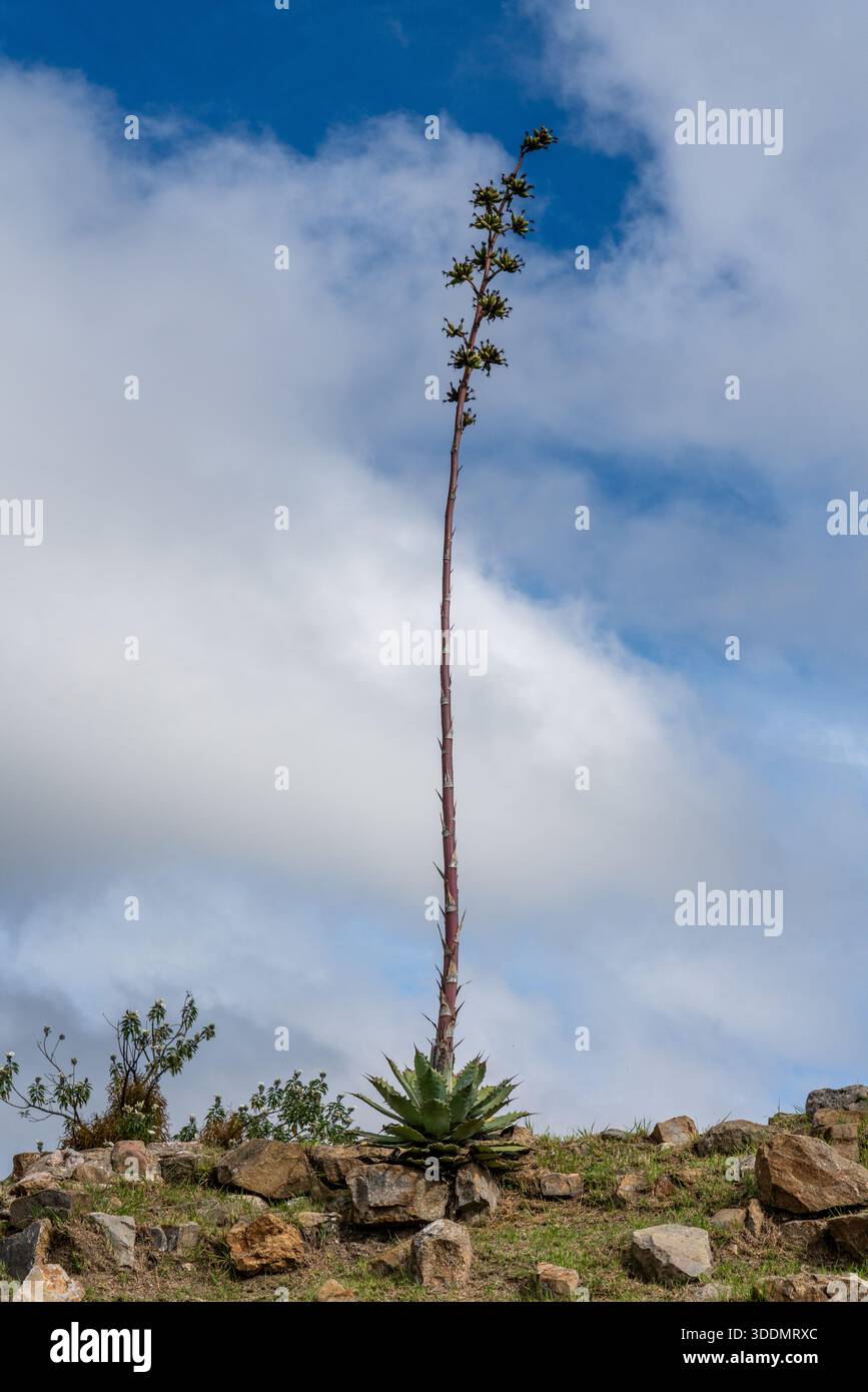 Tobala or Butterfly Agave, Agave potatorum, a maguey or agave grown for the  production of mezcal near Oaxaca, Mexico Stock Photo - Alamy