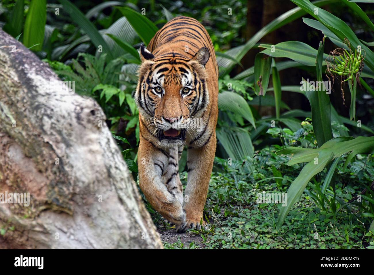 Malayan tiger hi-res stock photography and images - Alamy