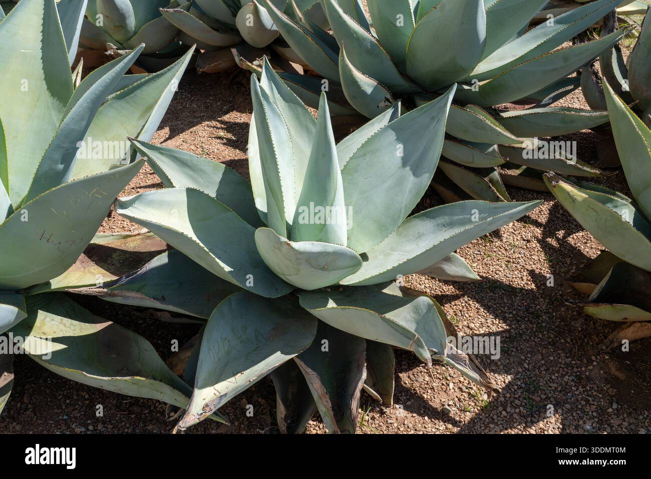 weleda nasenspray aloe vera Nasenspray Rhinodoron Aloe Vera 20ml main image 0