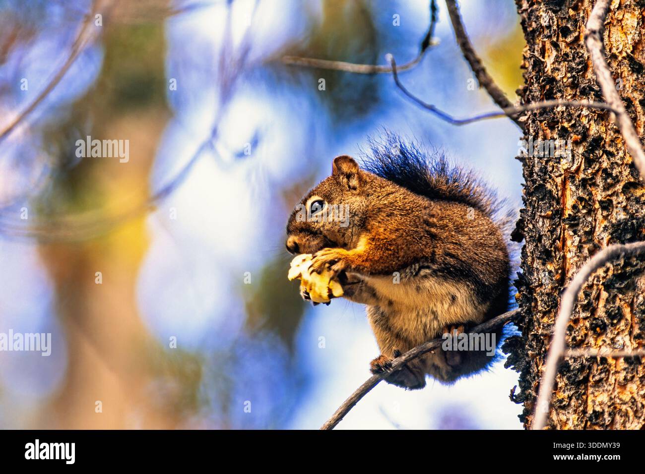 American red squirrel on a tree branch eating on a mushroom Stock Photo