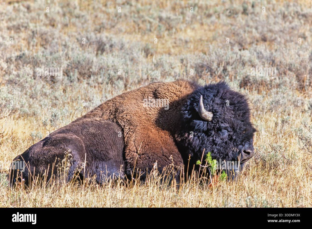 Bison close up hi-res stock photography and images - Alamy