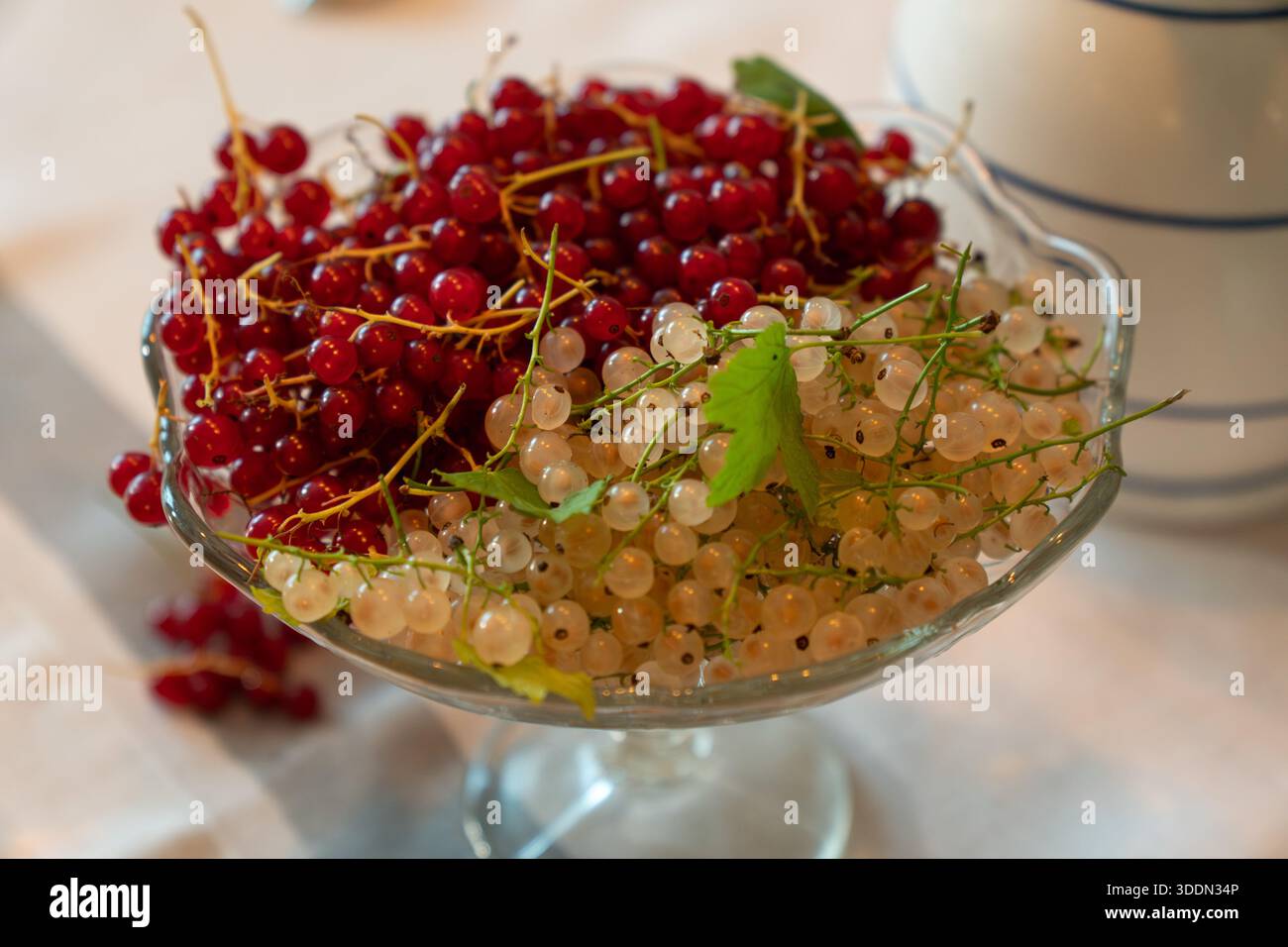 Fresh red and white currants rest in a glass dessert bowl on a light tablecloth, showing glossy berries, thin stems, natural summer mood Stock Photo
