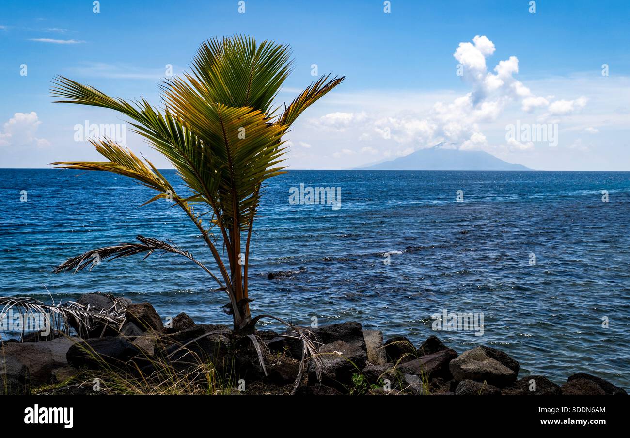 A lone palm tree on a rocky shore with the distant island view of Ternate Stock Photo