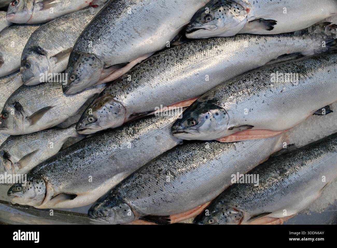 Salmon for sale at a fishmarket in Belfast Stock Photo