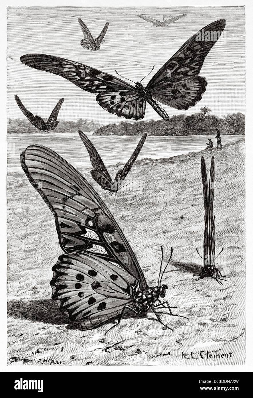 Papilio antimachus, the African giant swallowtail, is a butterfly