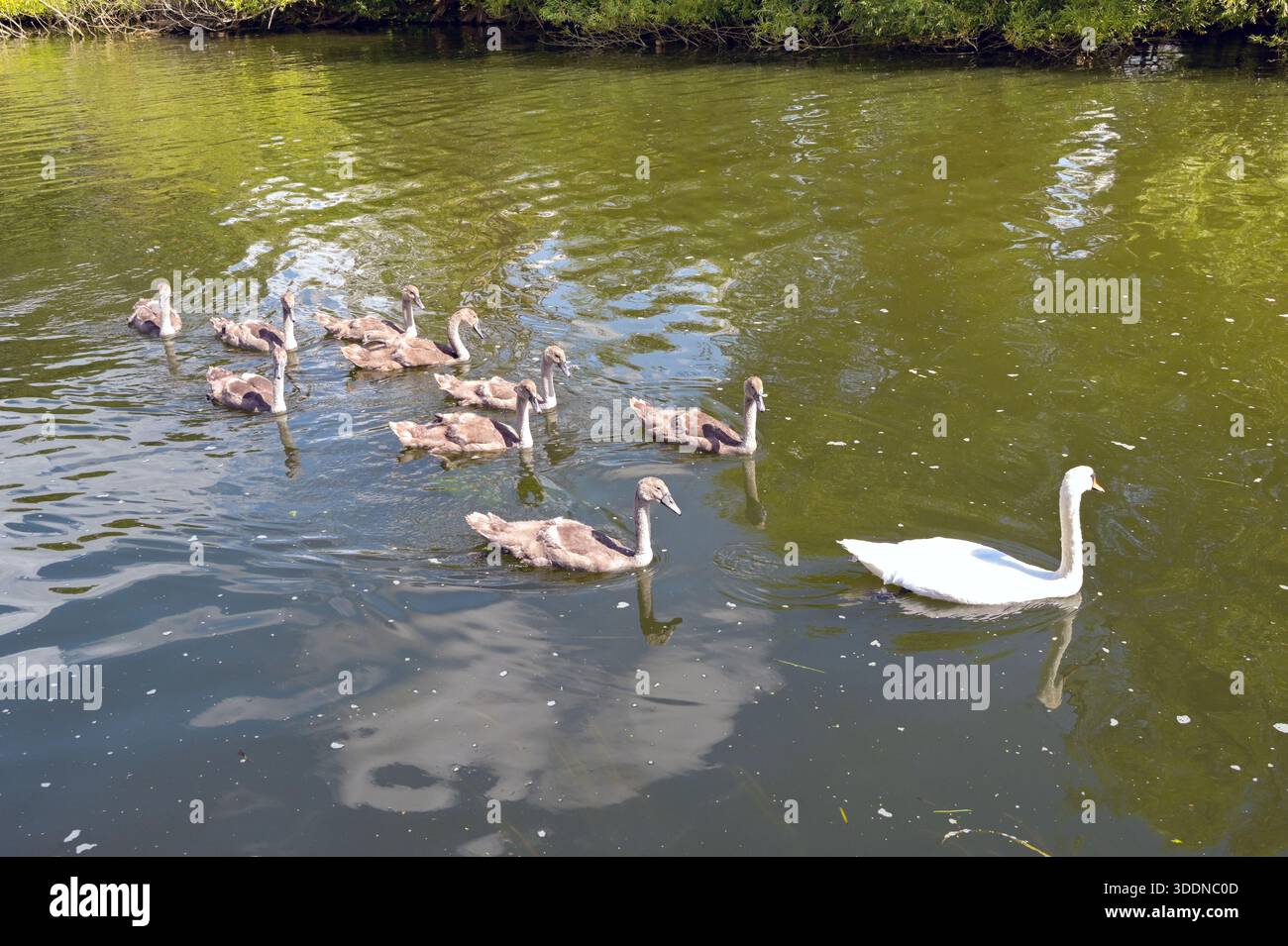 Seven swans a swimming hi-res stock photography and images - Alamy