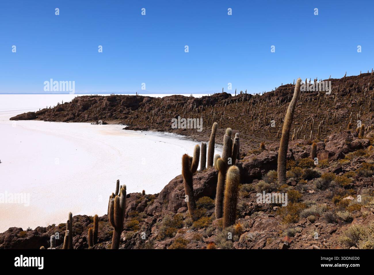 The Giant Cacti Of The Incahuasi Island In The Salar De Uyuni Bolivia The Giant Cacti Of The Incahuasi Island In The Salar De Uyuni Bolivia