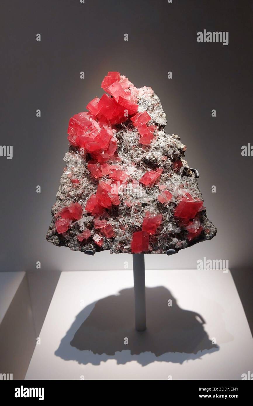 Rose-red rhodochrosite crystals in the Natural History Museum, London, UK. Stock Photo