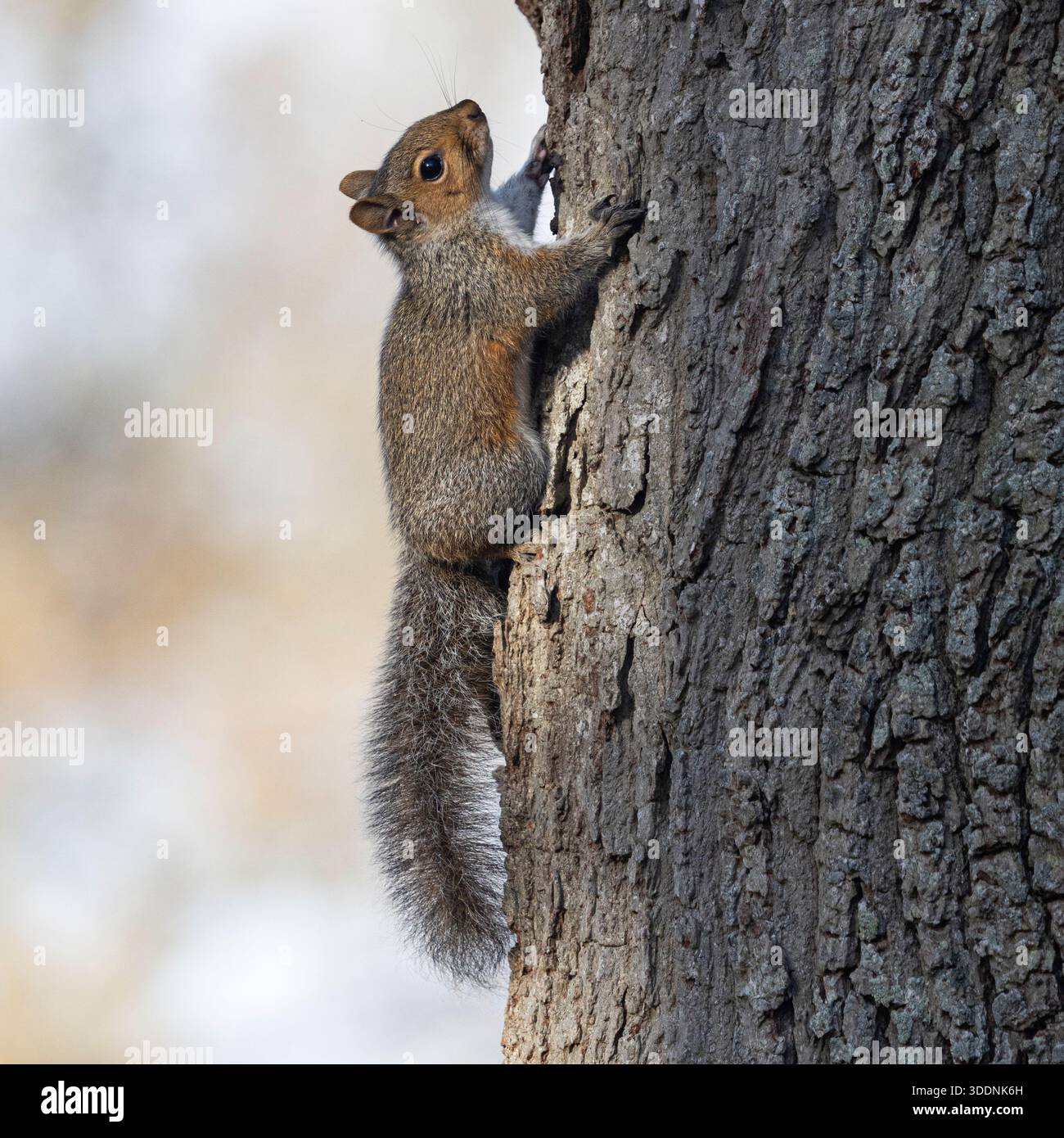 Grey Squirrel resting on a tree trunk Stock Photo