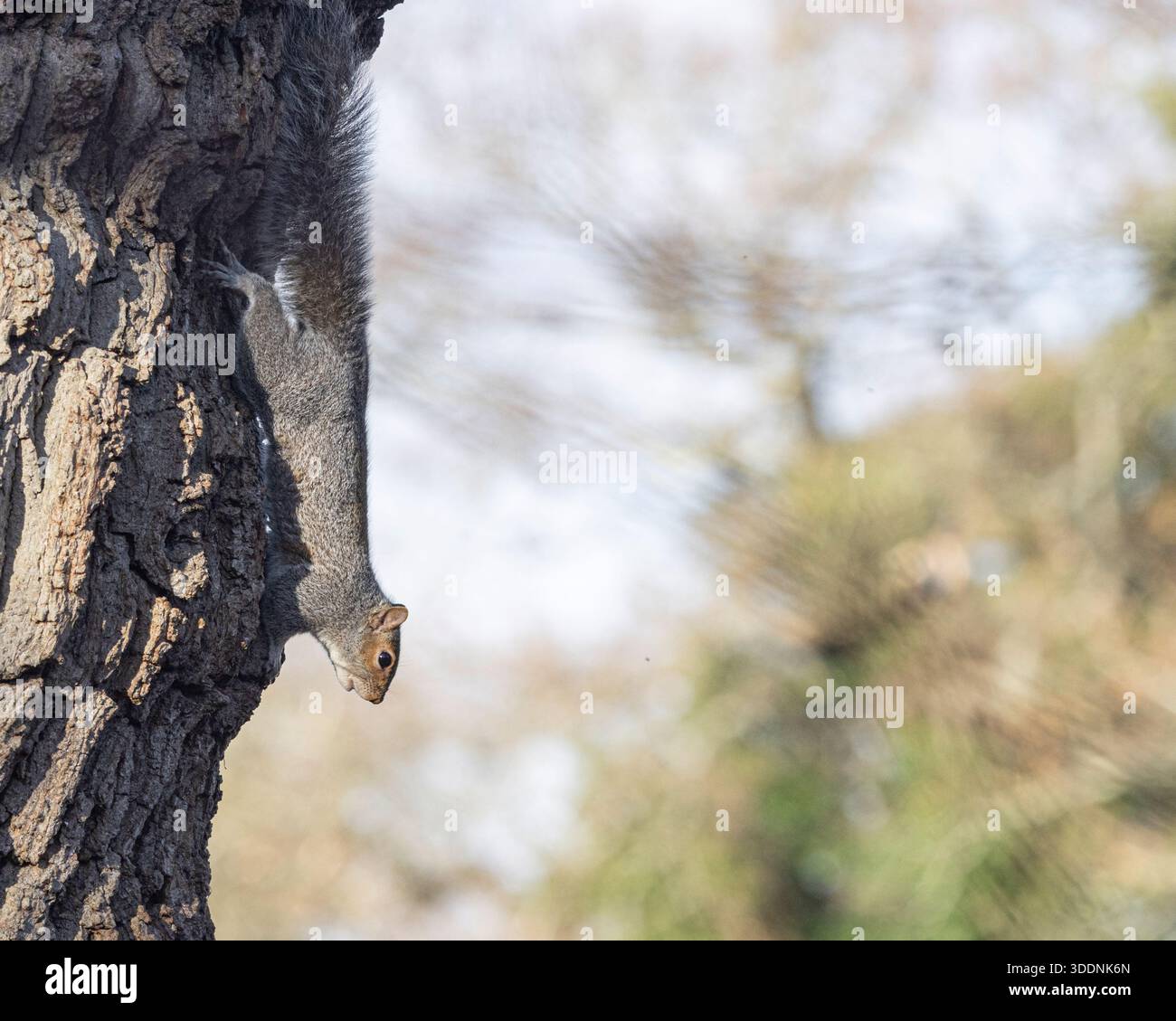 Grey Squirrel resting on a tree trunk Stock Photo