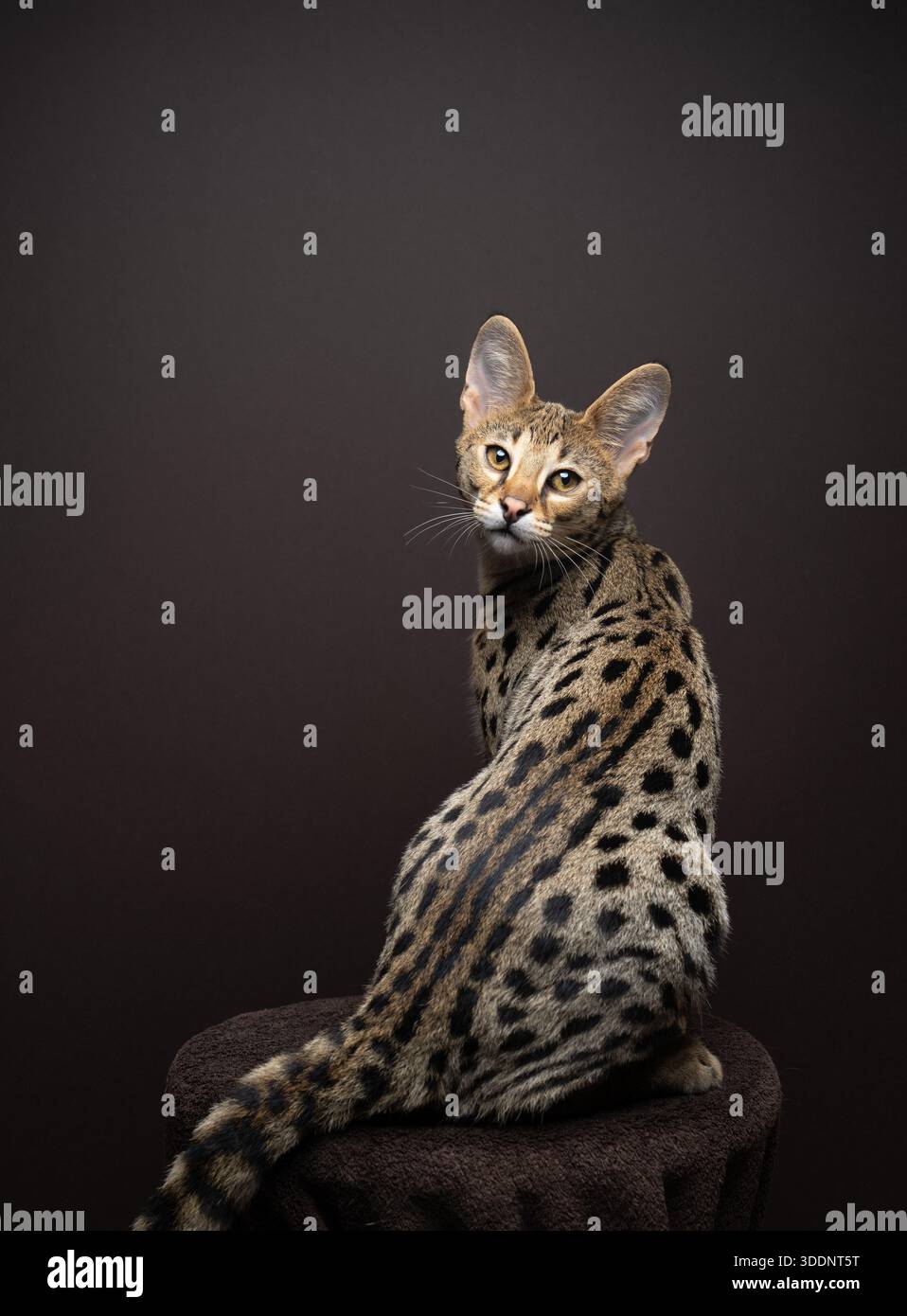Kitten rear back view looking hi-res stock photography and images