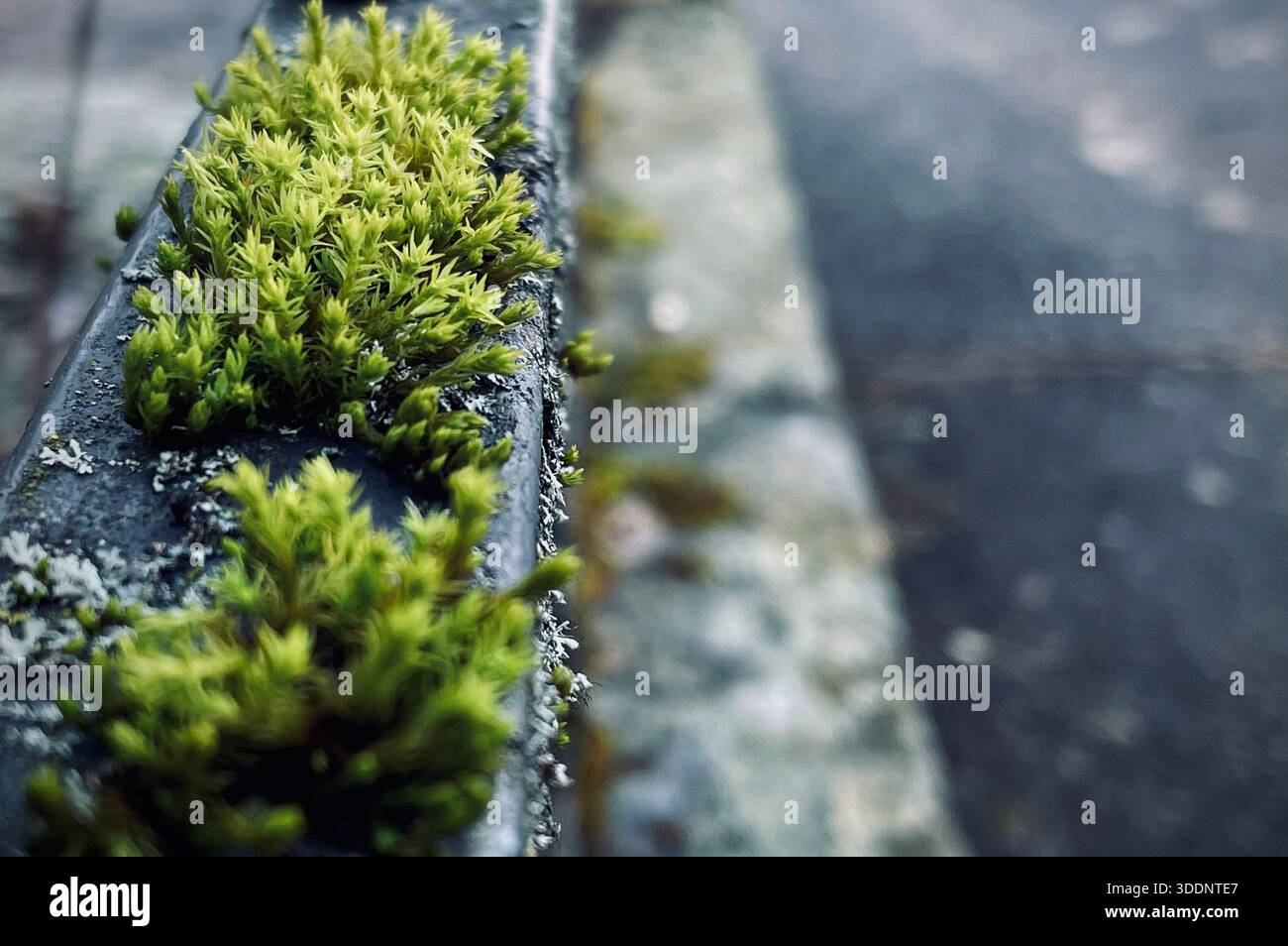 Vibrant green moss growing on the dark, rough edge of a concrete or stone surface, with a blurred natural background creating a sense of natural resil - Smartphone Captured Stock Image