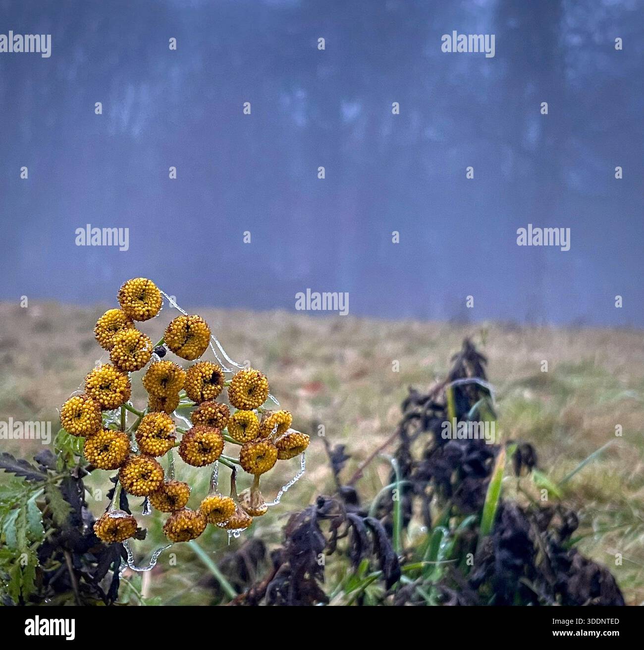 Autumn meadow plant in foggy atmosphere - Smartphone Captured Stock Image