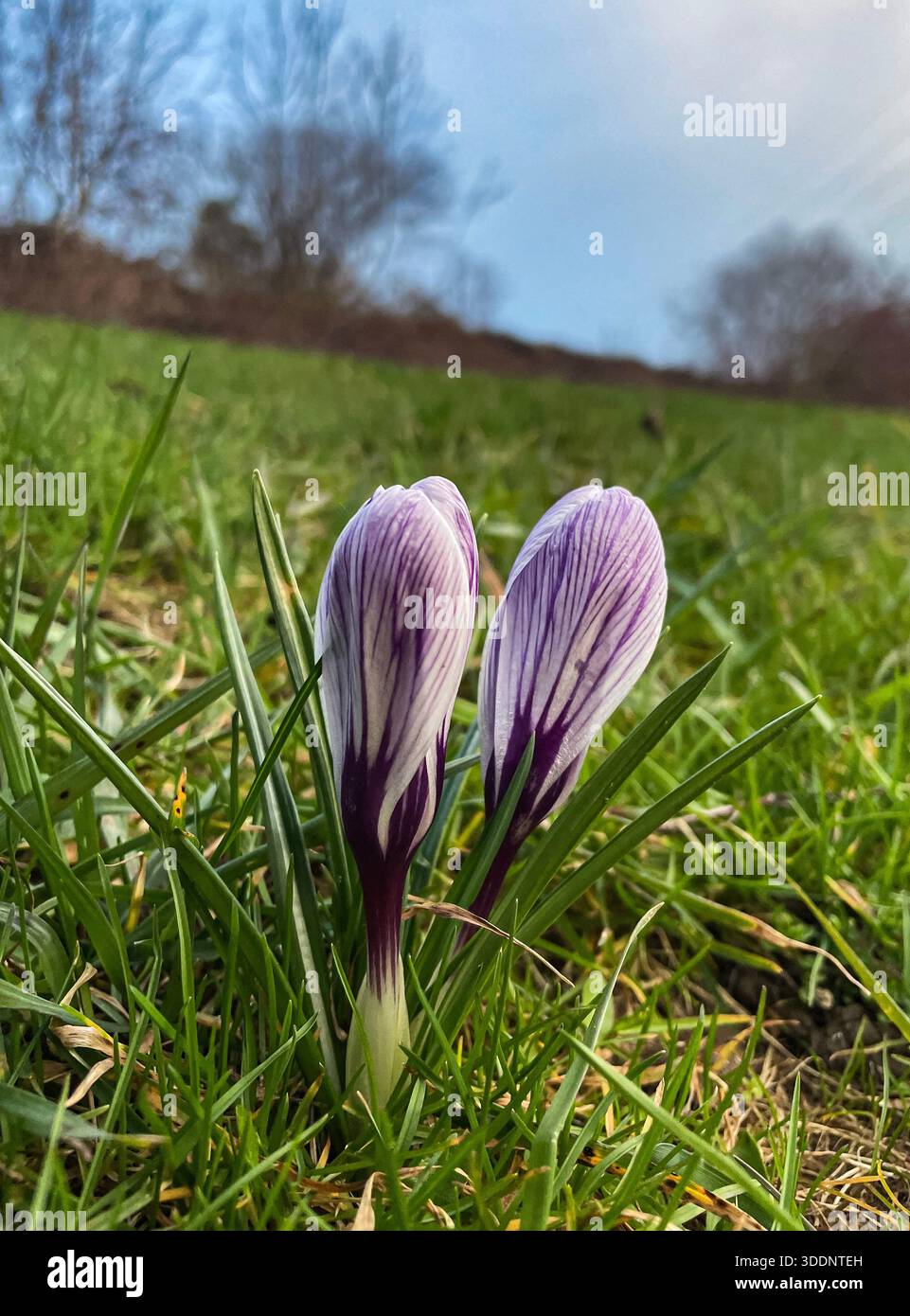 Purple crocus buds emerging from grass in early spring - Smartphone Captured Stock Image
