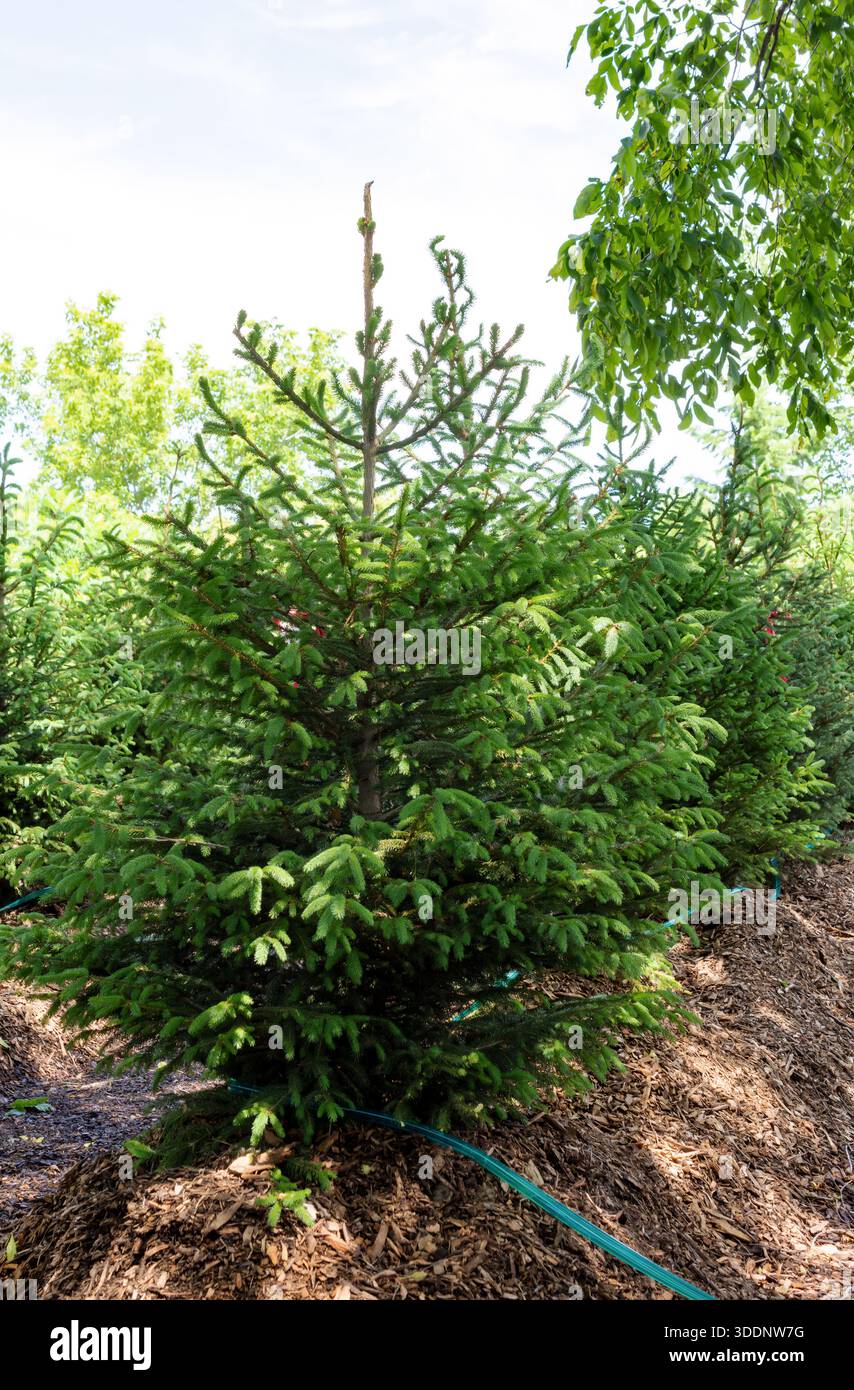 Tree root balls in burlap hi-res stock photography and images - Alamy