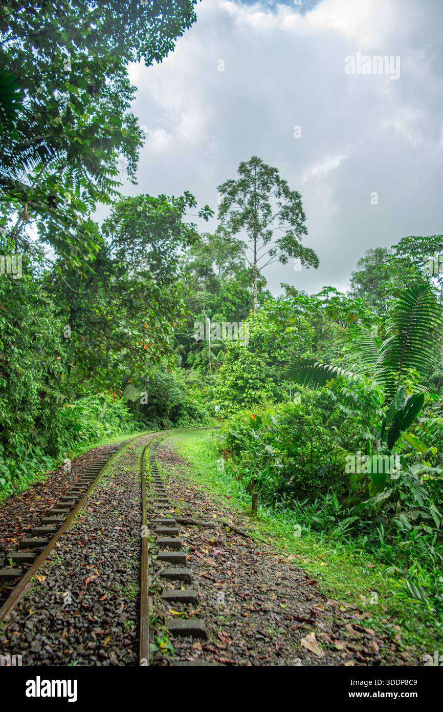 Lush jungle surrounds winding hi-res stock photography and images - Alamy
