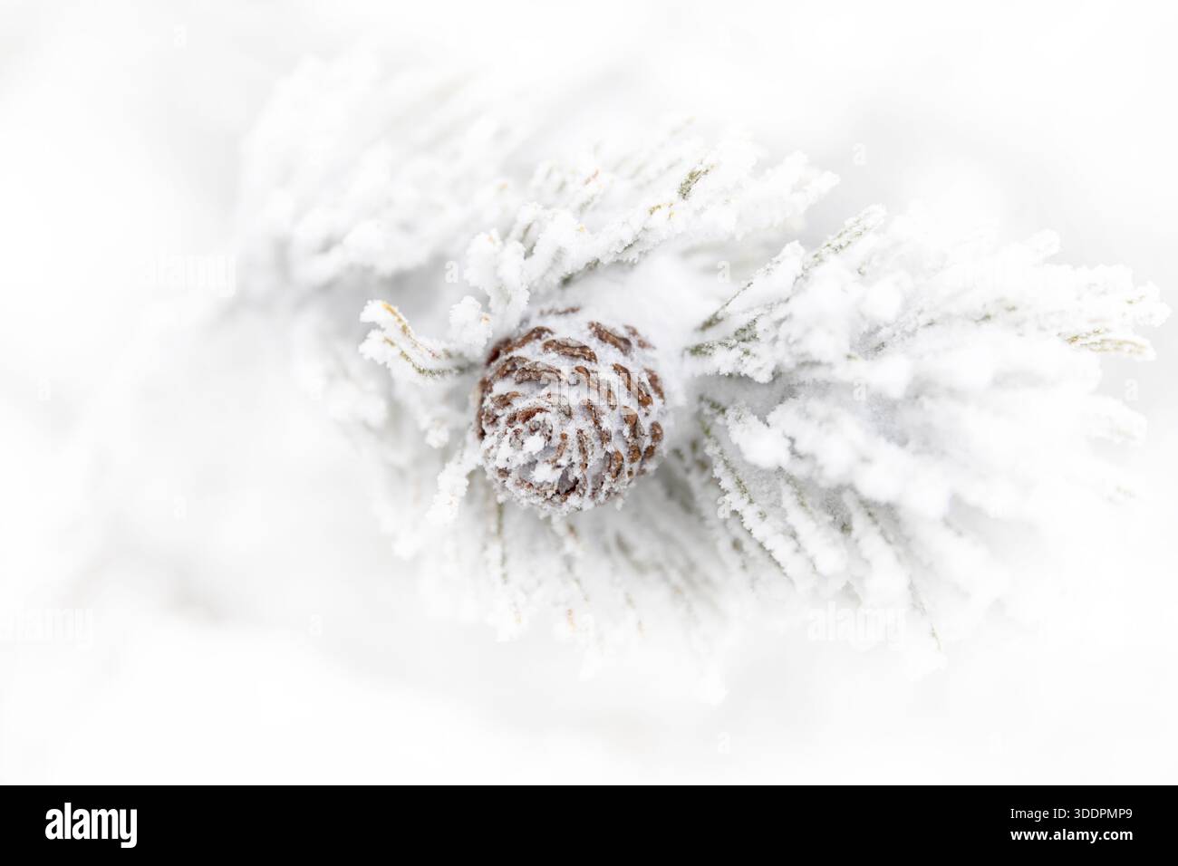 Background from iced pine cone, frosted tree branch, A pine branch covered with white snow, close up. Frozen needles of pine tree Stock Photo