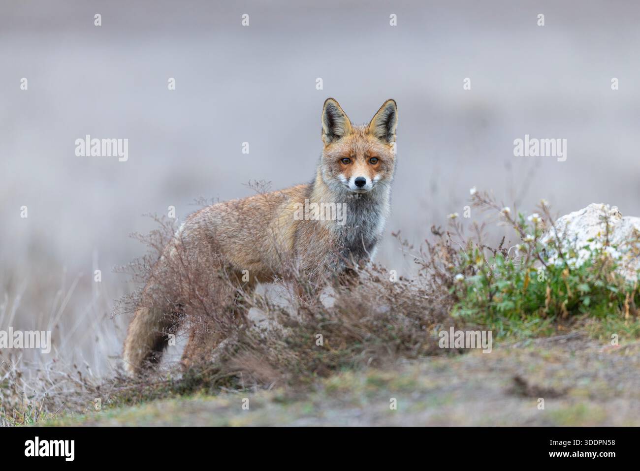Fox; Vulpes vulpes; Winter; UK Stock Photo