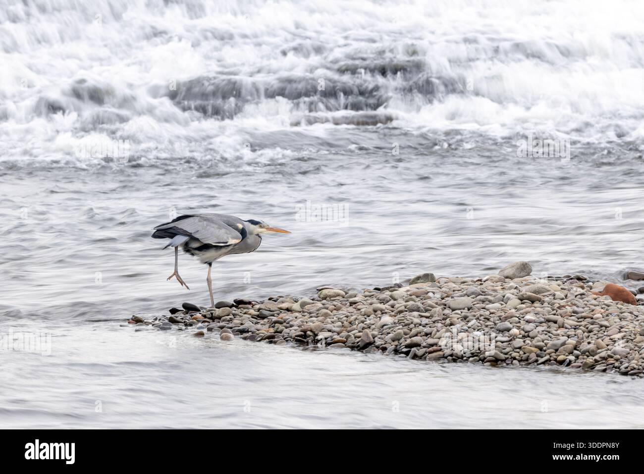 Grey Heron; Ardea cinerea; UK Stock Photo