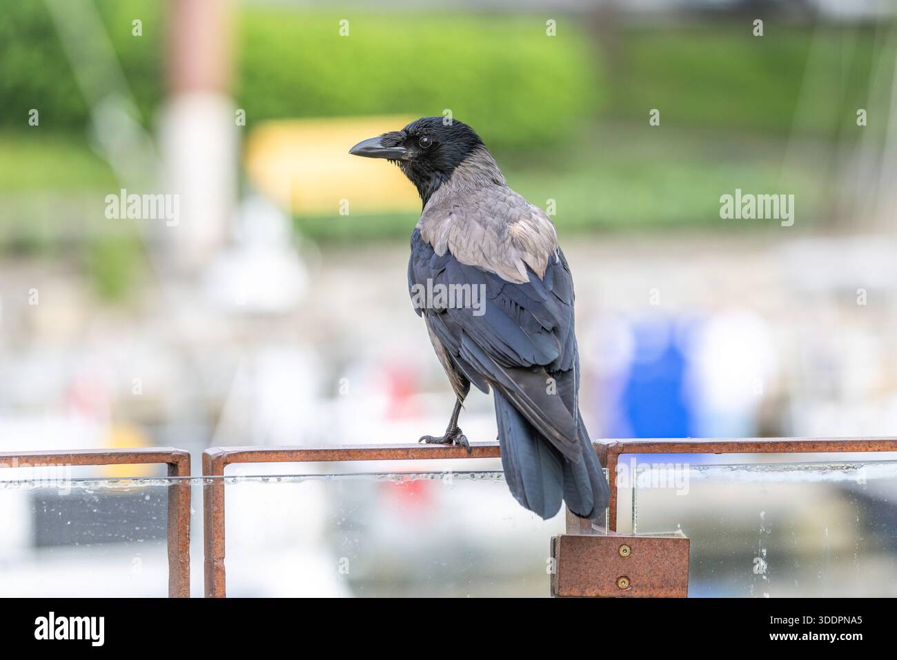 Hooded Crow; Corvus cornix; UK Stock Photo
