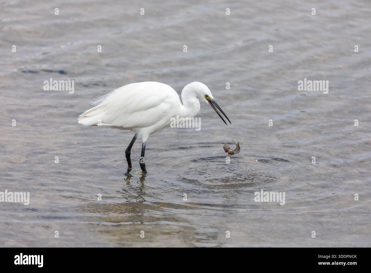 Little Egret; Egretta garzetta; Fishing; UK Stock Photo