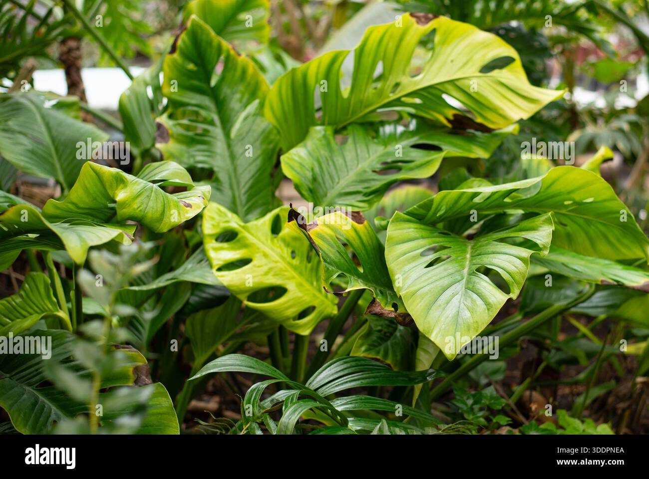 Genus monstera hi-res stock photography and images - Alamy