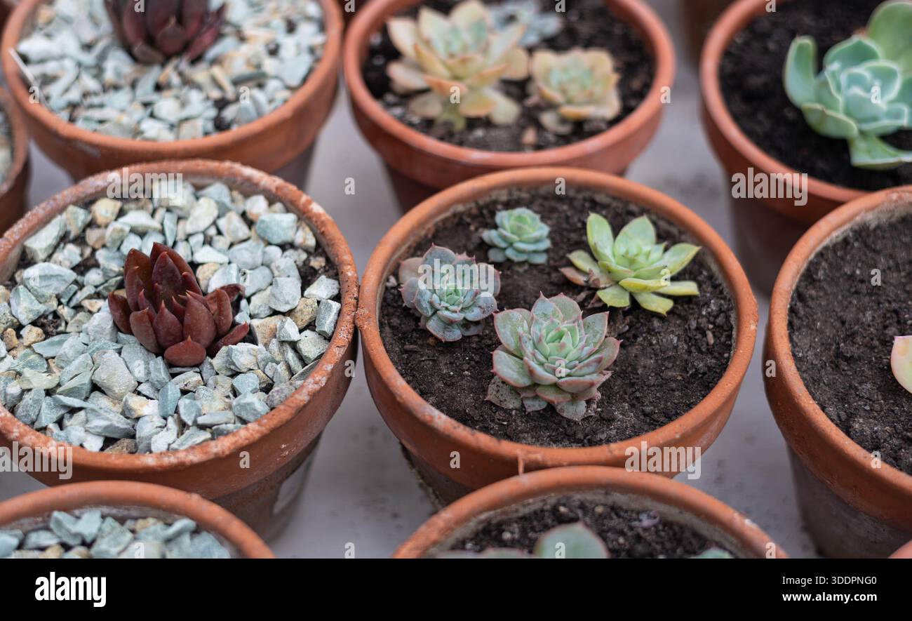 best organic fertilizer for indoor plants Indoor Plant Fertilizer - Best Fertilizer for Plants