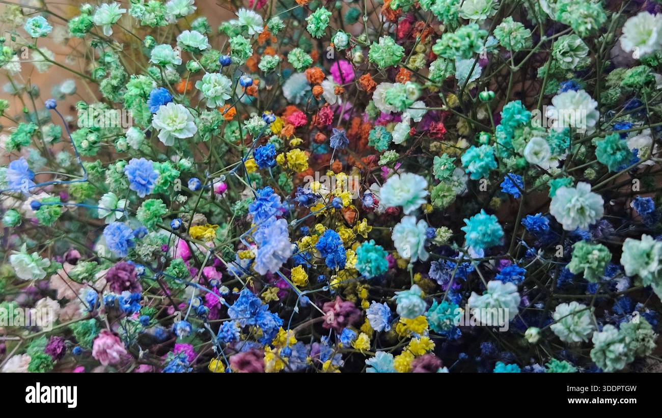 Colorful Dried Gypsophila Flowers Background - Smartphone Captured Stock Image