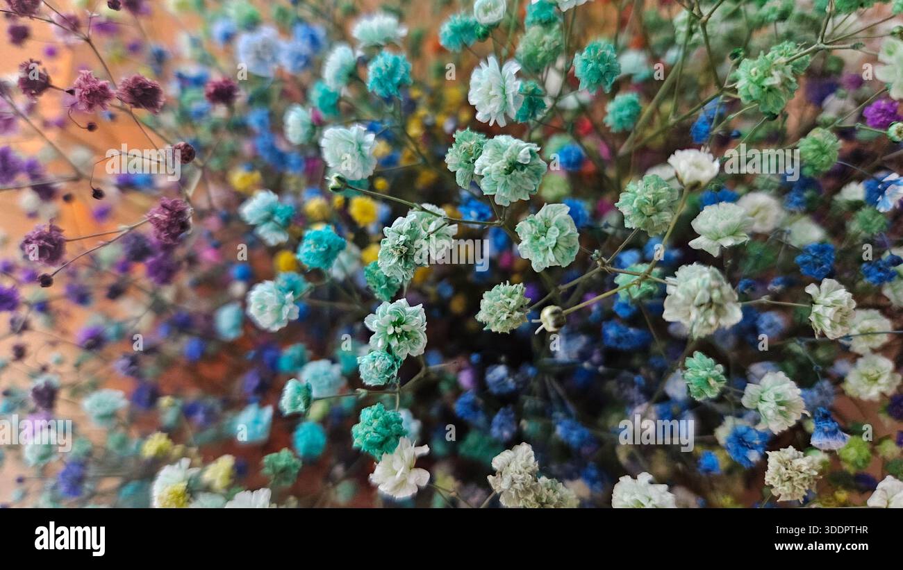 Colorful Dried Gypsophila Flowers Background - Smartphone Captured Stock Image
