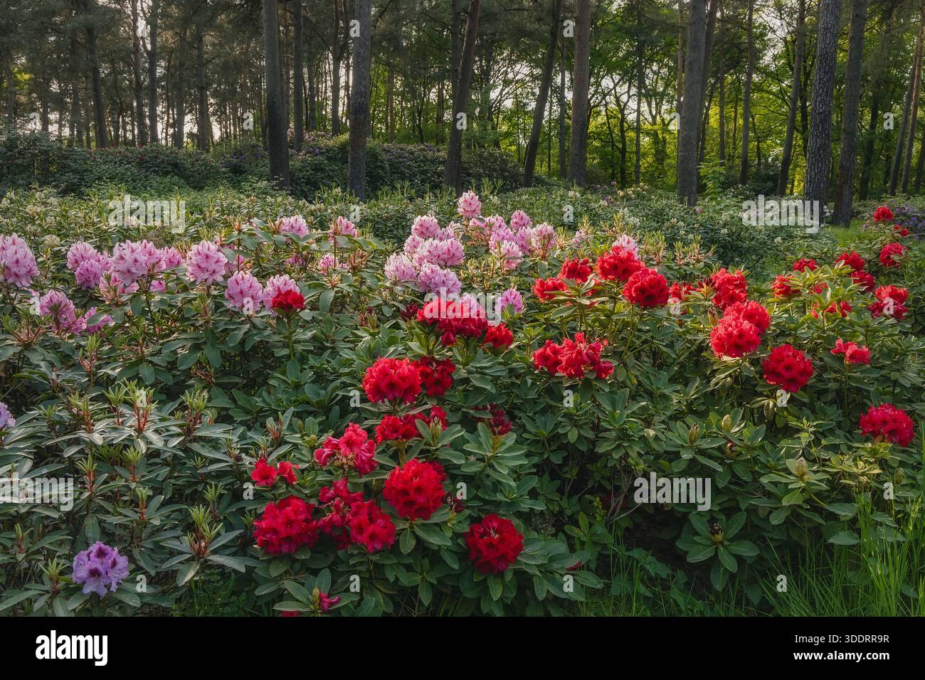 Rhododendron bushes in the forest, outdoor background Stock Photo