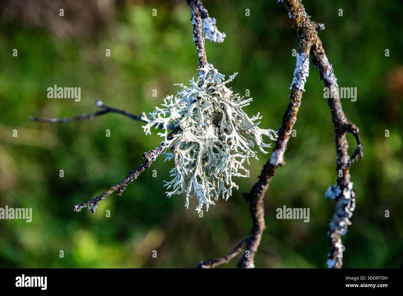 Close up of reindeer lichen growing on tree branch, natural forest texture and clean environment concept Stock Photo