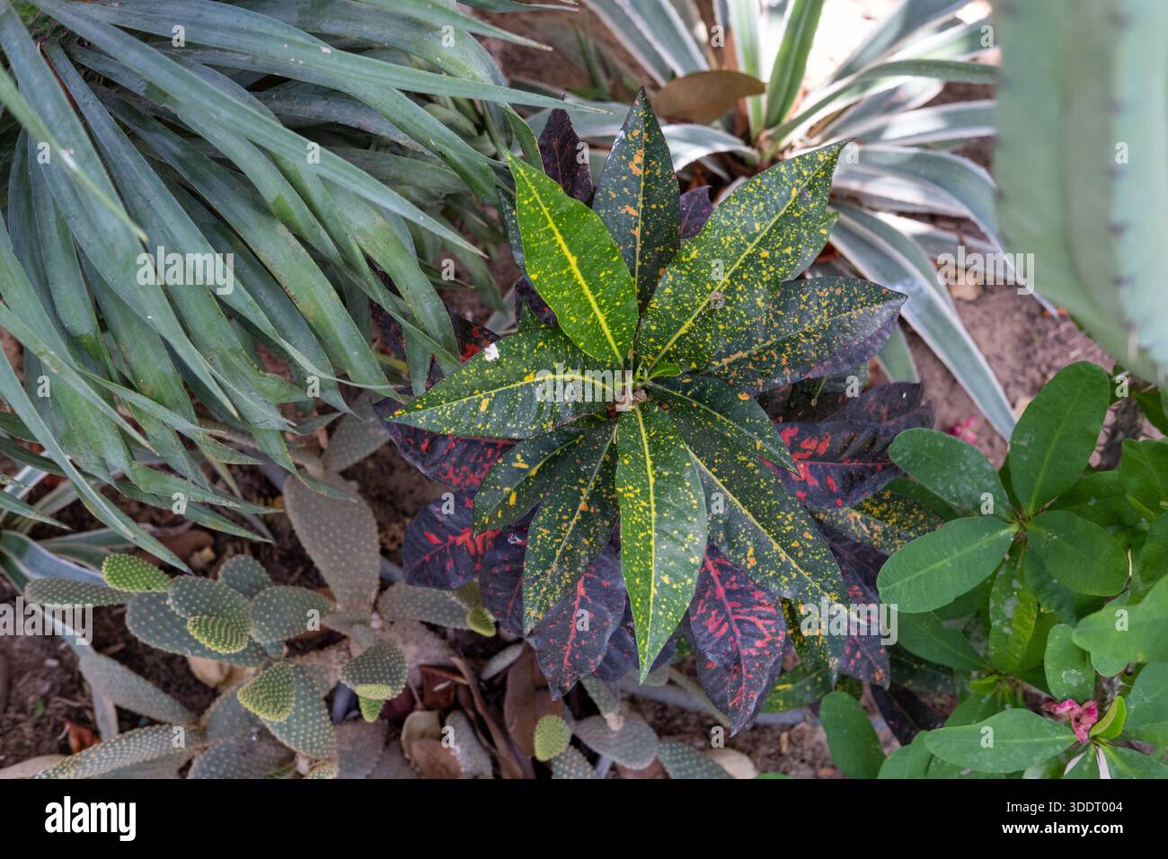 Cactus in egypt hi-res stock photography and images - Alamy