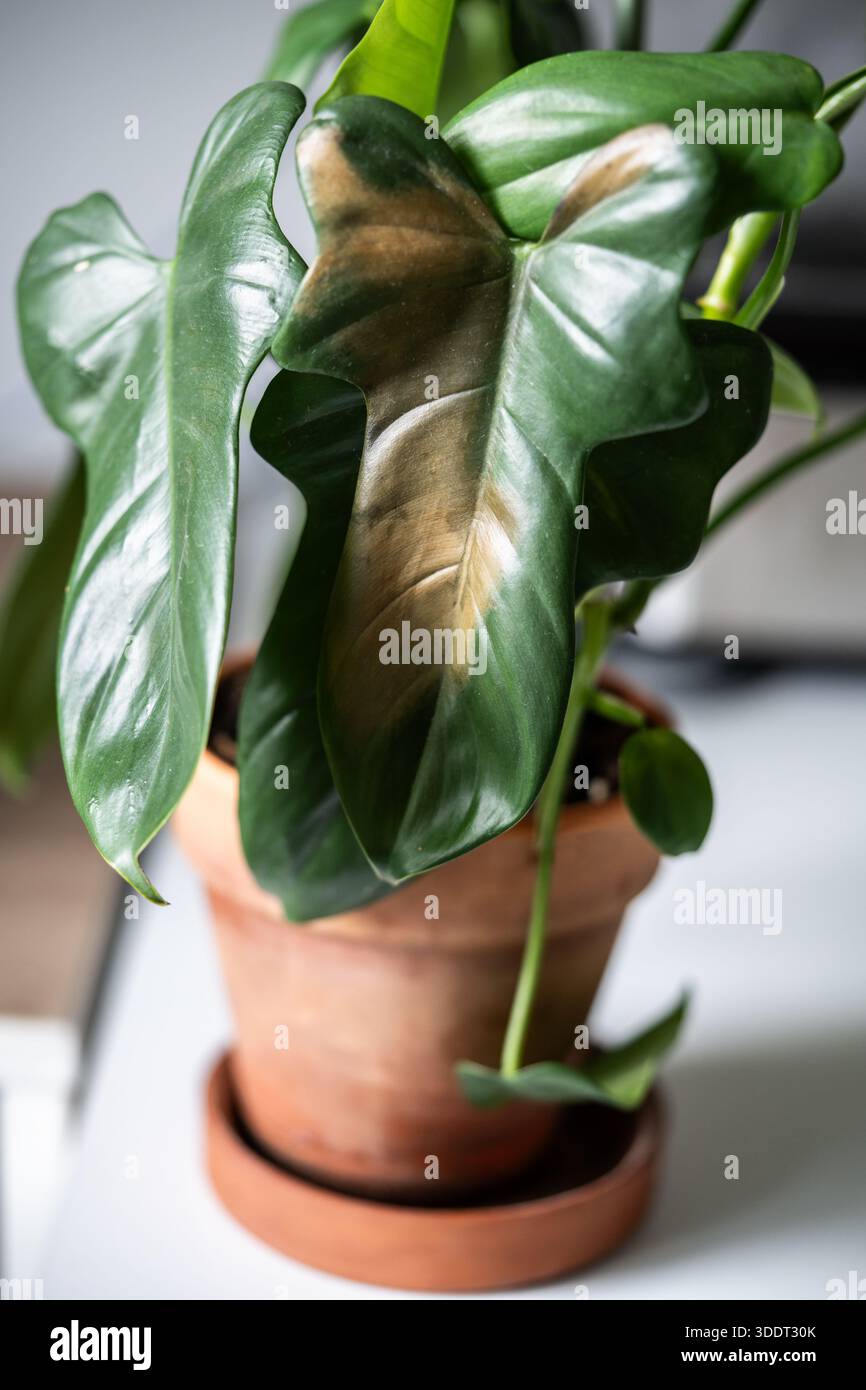 Sun scorch hi-res stock photography and images - Alamy