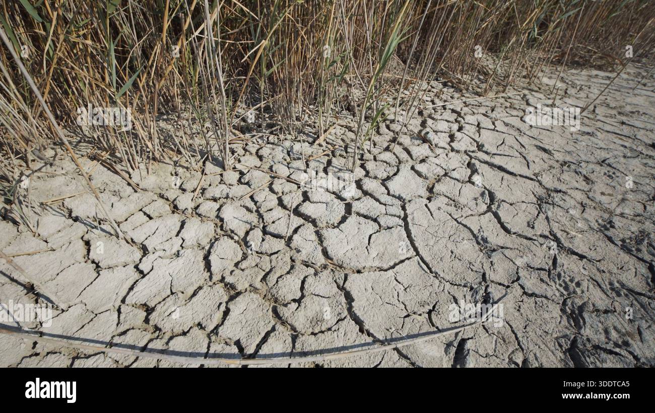 Dry cracked soil and dry grass growing in crimea, ukraine, are visible ... - Dry Grass Effects On Bones