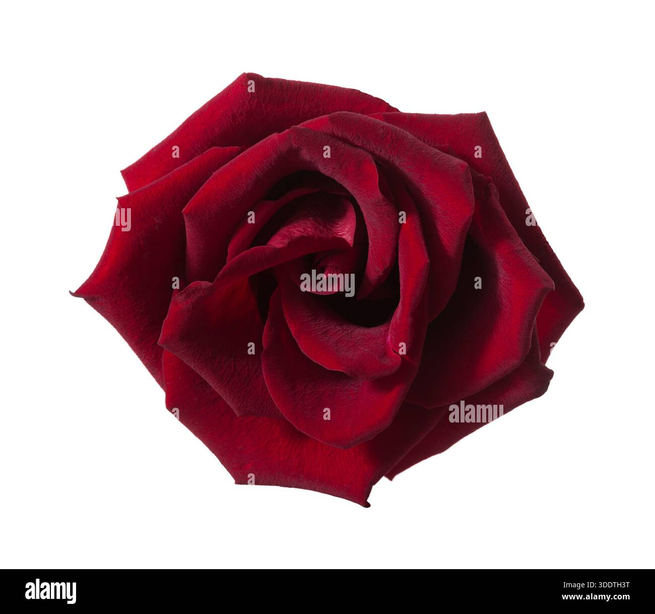 Dark red Rose isolated on white background. Stock Photo